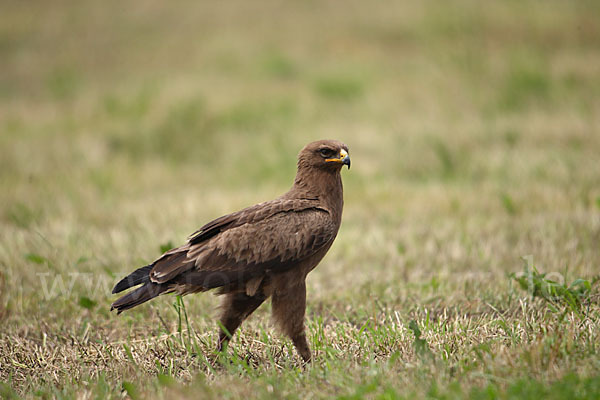 Schreiadler (Aquila pomarina)