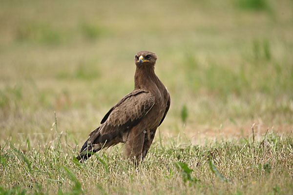 Schreiadler (Aquila pomarina)