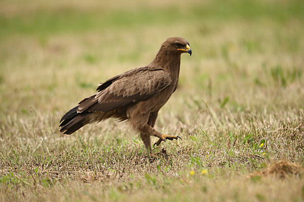 Schreiadler (Aquila pomarina)