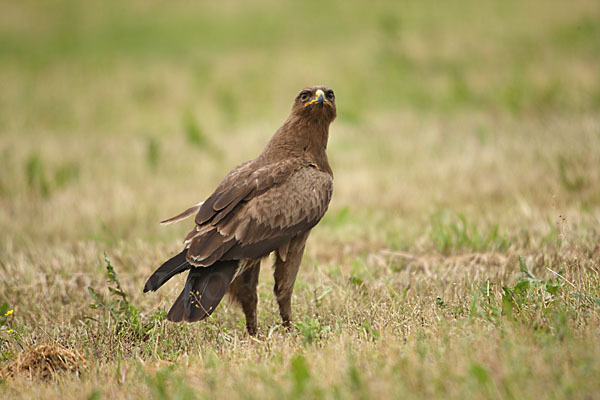 Schreiadler (Aquila pomarina)