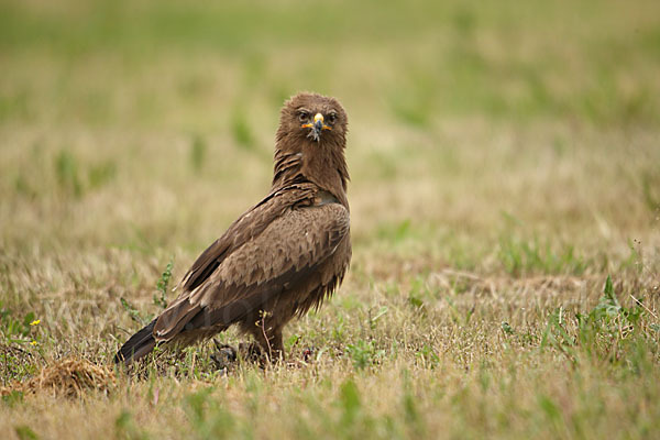 Schreiadler (Aquila pomarina)