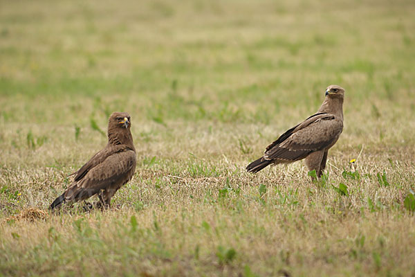 Schreiadler (Aquila pomarina)