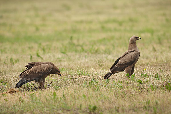 Schreiadler (Aquila pomarina)