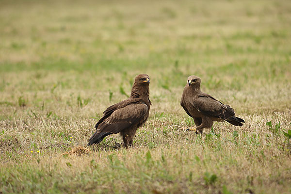 Schreiadler (Aquila pomarina)