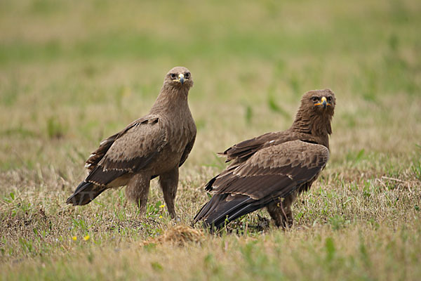 Schreiadler (Aquila pomarina)