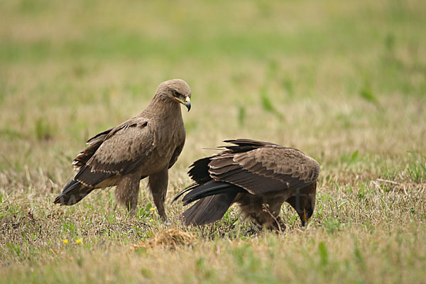 Schreiadler (Aquila pomarina)