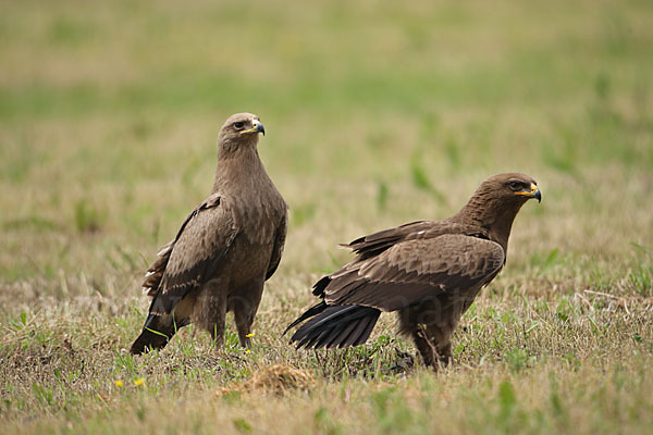 Schreiadler (Aquila pomarina)