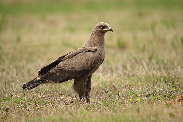 Schreiadler (Aquila pomarina)