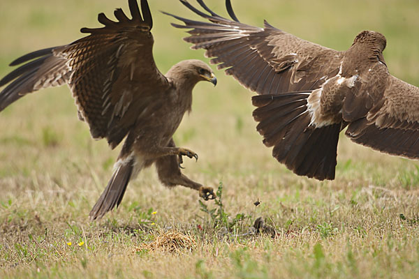 Schreiadler (Aquila pomarina)