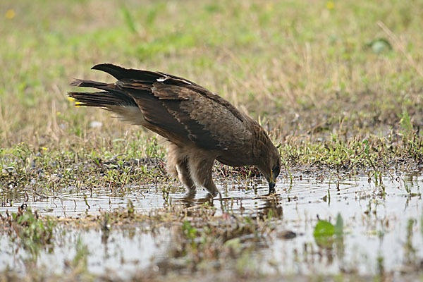 Schreiadler (Aquila pomarina)