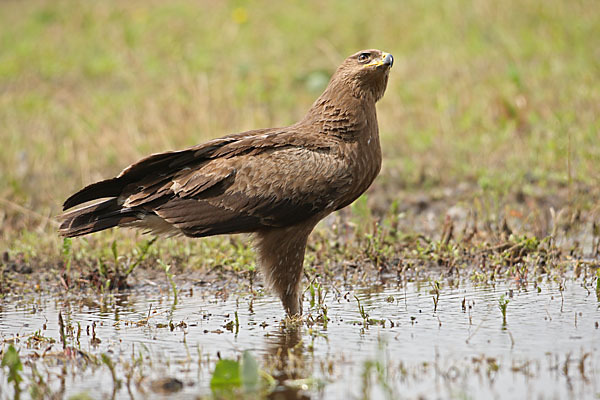 Schreiadler (Aquila pomarina)