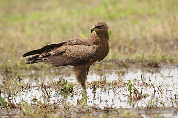 Schreiadler (Aquila pomarina)