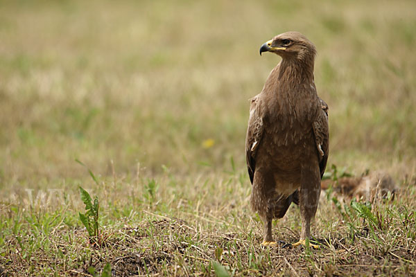 Schreiadler (Aquila pomarina)