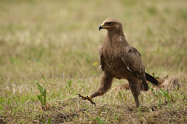 Schreiadler (Aquila pomarina)