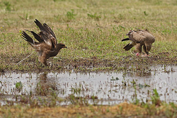 Schreiadler (Aquila pomarina)