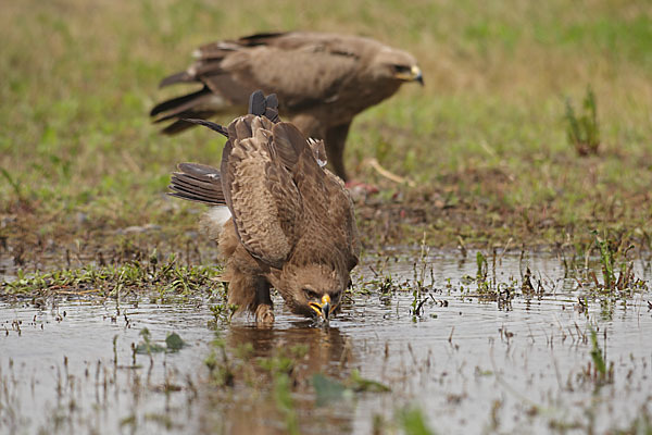Schreiadler (Aquila pomarina)