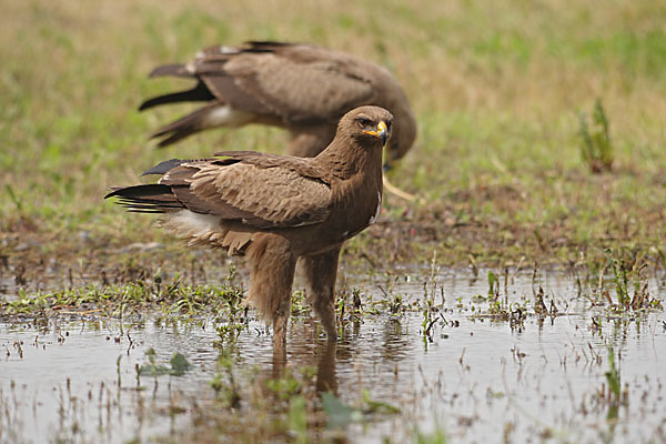 Schreiadler (Aquila pomarina)