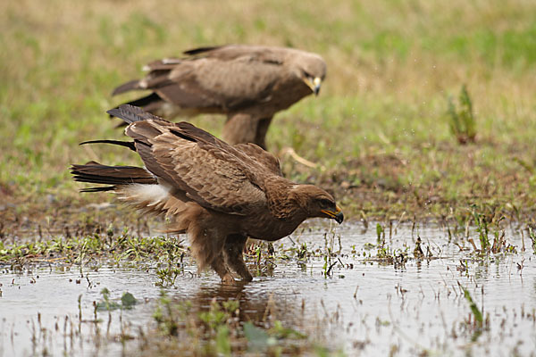 Schreiadler (Aquila pomarina)