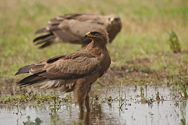 Schreiadler (Aquila pomarina)