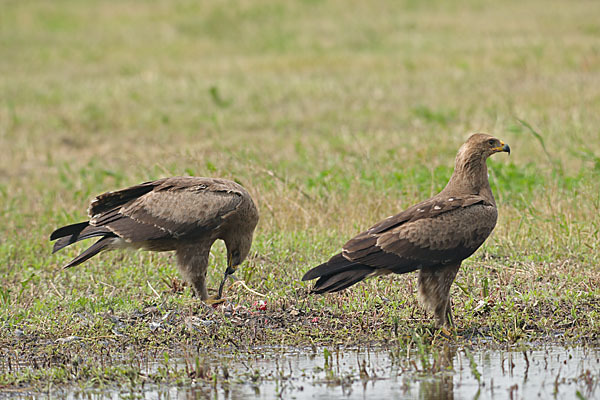 Schreiadler (Aquila pomarina)