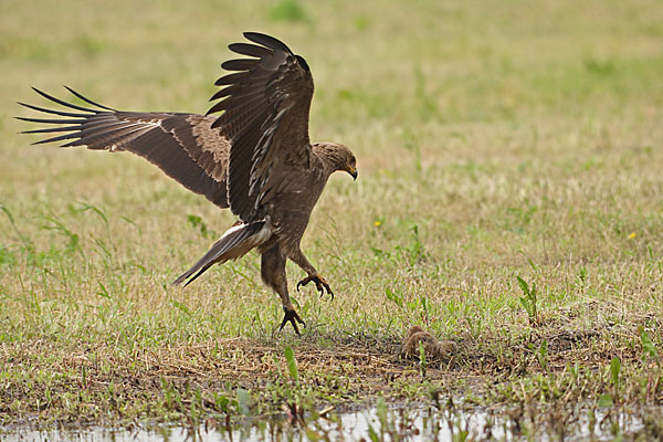 Schreiadler (Aquila pomarina)