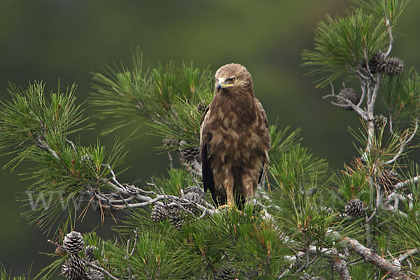 Schreiadler (Aquila pomarina)