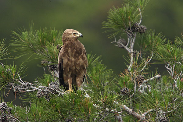 Schreiadler (Aquila pomarina)