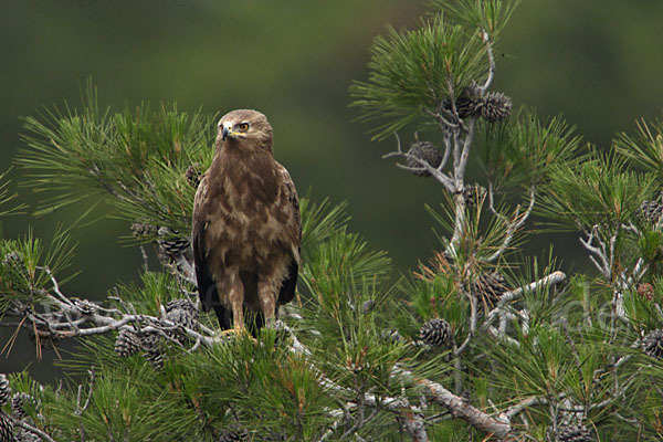 Schreiadler (Aquila pomarina)