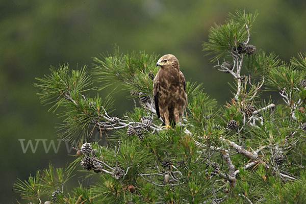 Schreiadler (Aquila pomarina)