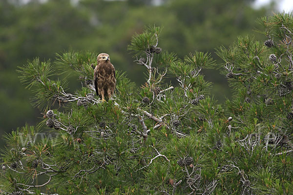 Schreiadler (Aquila pomarina)