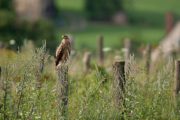 Schreiadler (Aquila pomarina)