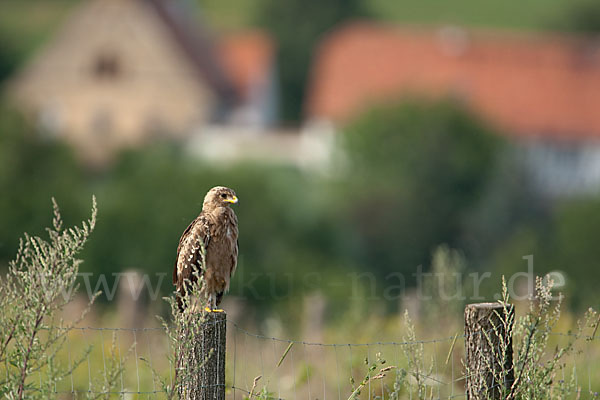 Schreiadler (Aquila pomarina)