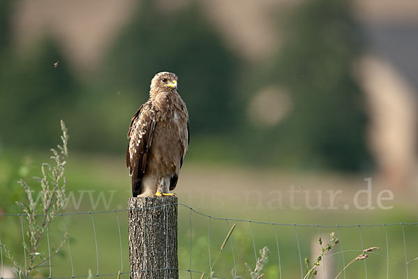 Schreiadler (Aquila pomarina)