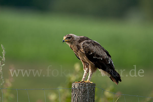 Schreiadler (Aquila pomarina)