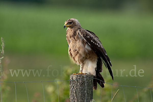 Schreiadler (Aquila pomarina)