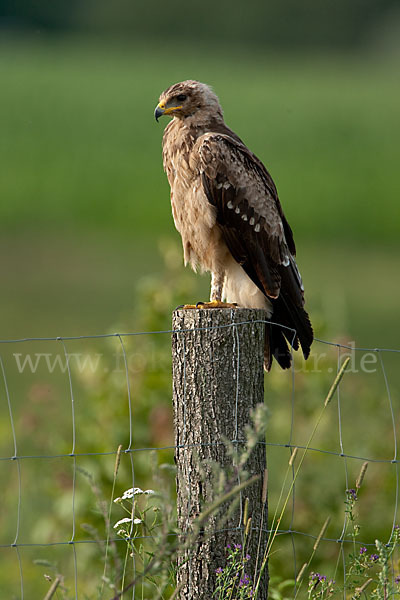 Schreiadler (Aquila pomarina)