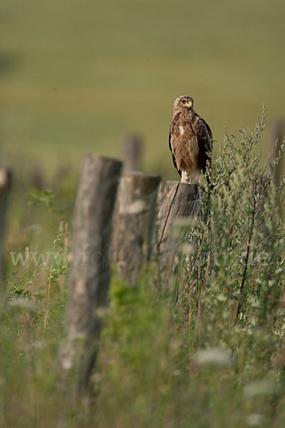 Schreiadler (Aquila pomarina)