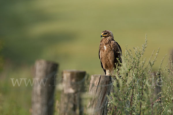 Schreiadler (Aquila pomarina)