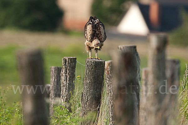 Schreiadler (Aquila pomarina)