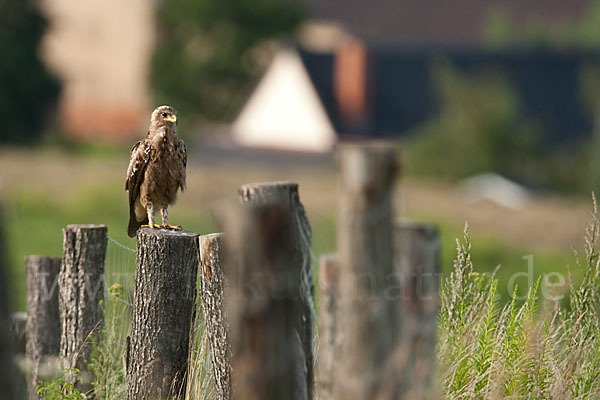 Schreiadler (Aquila pomarina)