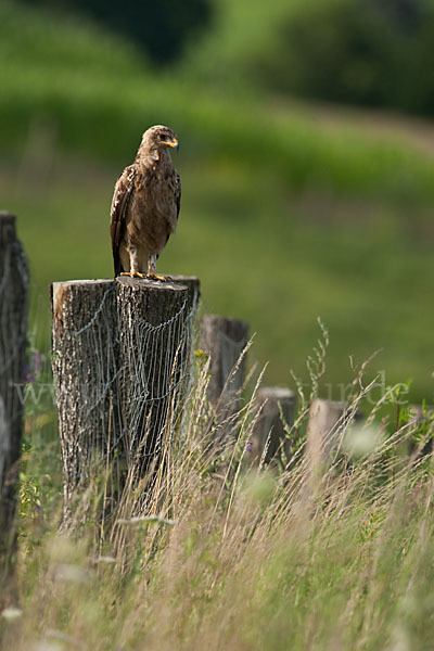 Schreiadler (Aquila pomarina)