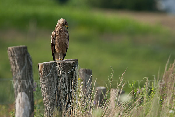 Schreiadler (Aquila pomarina)