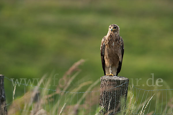 Schreiadler (Aquila pomarina)