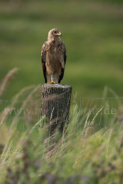 Schreiadler (Aquila pomarina)