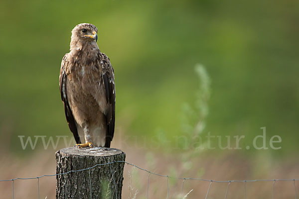 Schreiadler (Aquila pomarina)