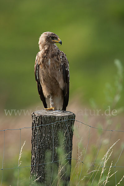 Schreiadler (Aquila pomarina)