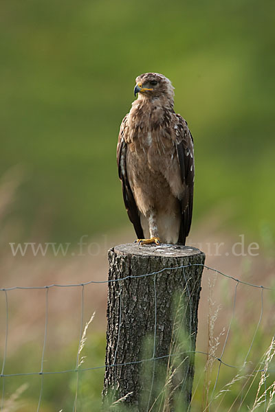 Schreiadler (Aquila pomarina)