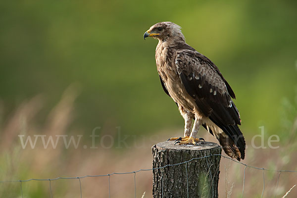 Schreiadler (Aquila pomarina)