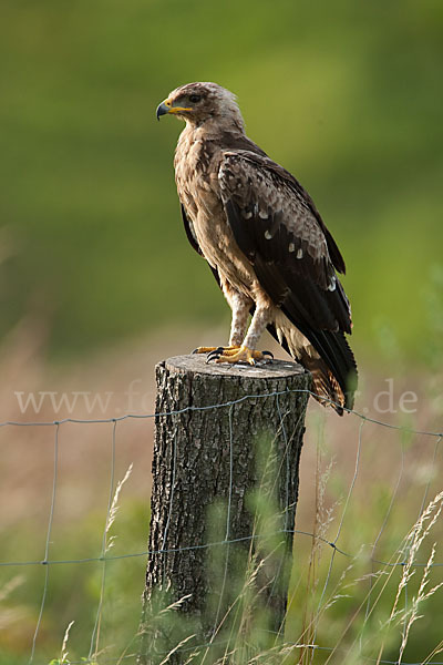 Schreiadler (Aquila pomarina)