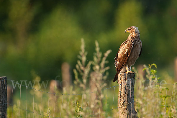 Schreiadler (Aquila pomarina)